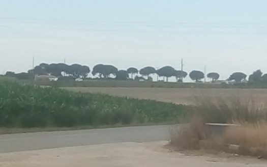 Terreno com 14ha em Foros do Trapo – Pegões!