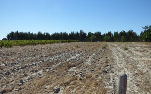 Terreno – Foros do Trapo – Pegões