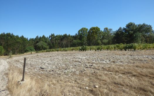 Terreno – Foros do Trapo – Pegões